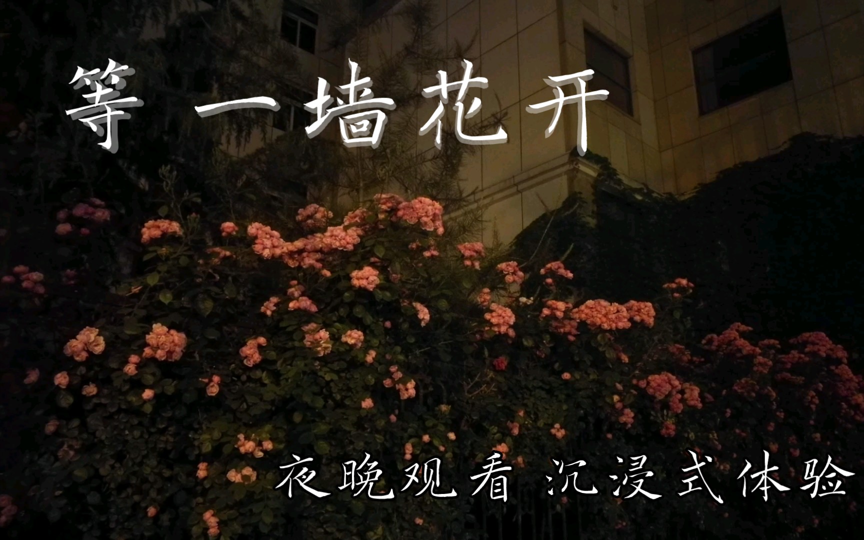 等 一墙花开 · 夜晚版 - 哔哩哔哩