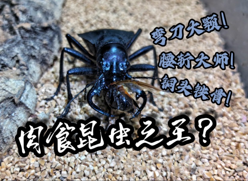 【斗虫讲坛–王虎篇1】抛开神物滤镜它仍是强者吗?论王虎的战力定位哔哩哔哩bilibili