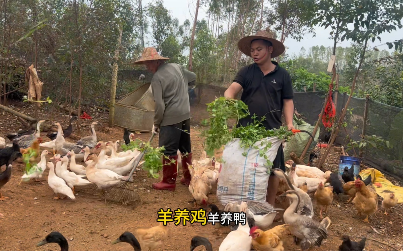 离开深圳,回湛江农村,割草养鸡鸭鹅,农村好,心情好哔哩哔哩bilibili