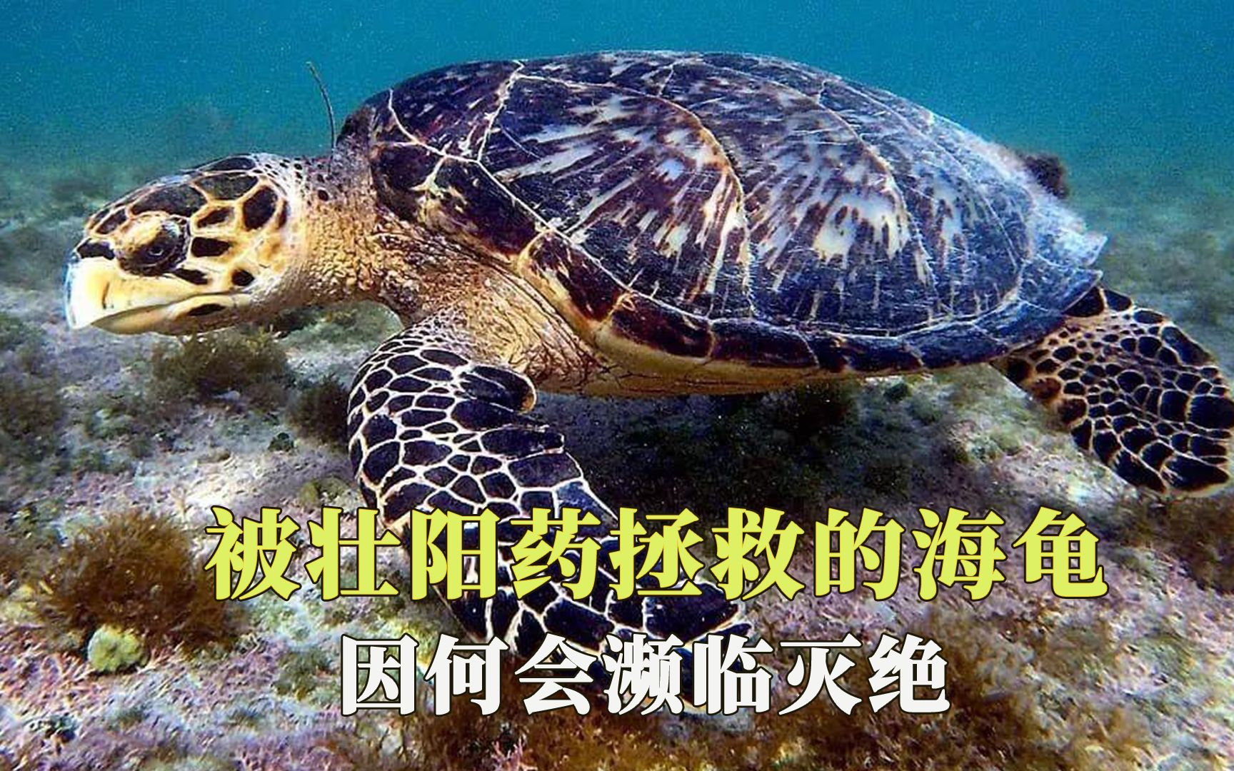 被壮阳药拯救的海龟,因何会濒临灭绝,肯氏龟又被称为杂种龟?