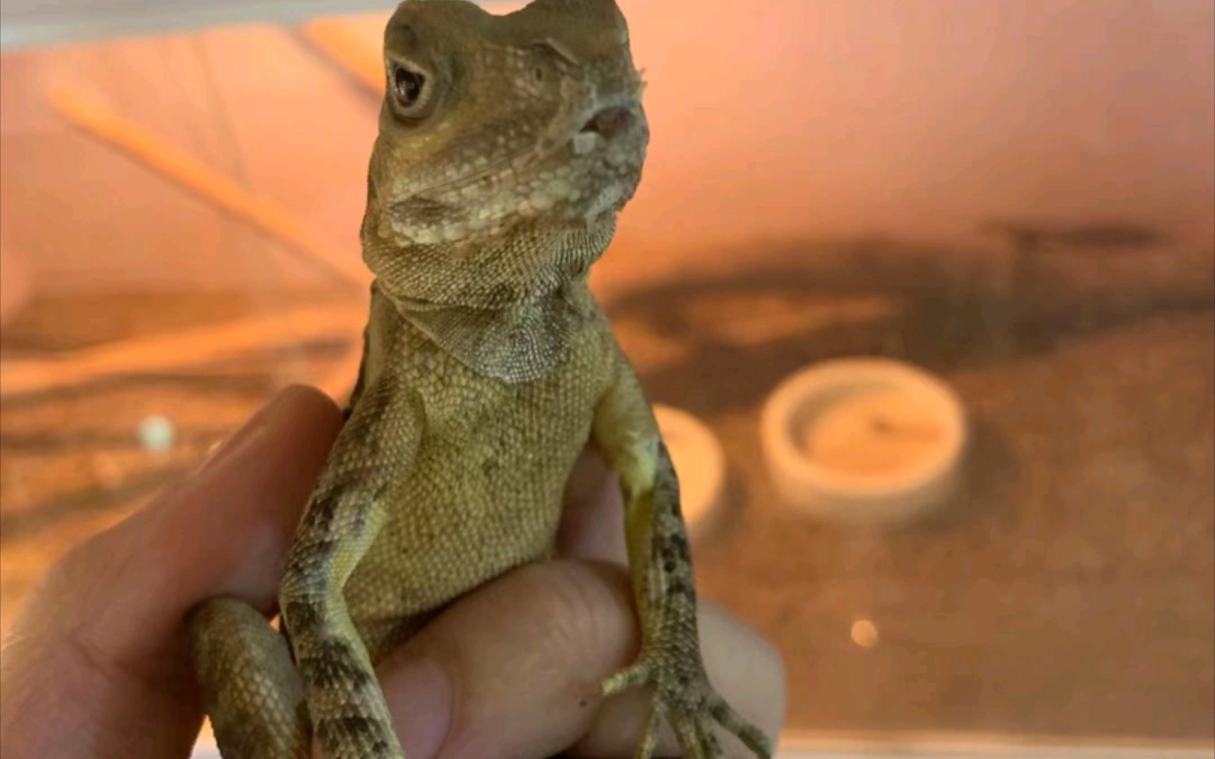 加尔诺森林龙 46cm