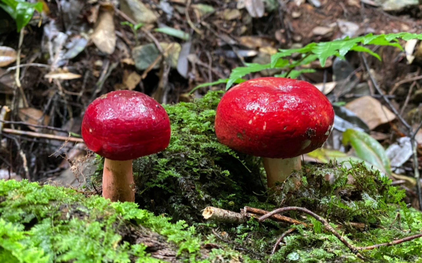 大雨过后,山上1000元一斤红菇长出来了,小伙冒着雨捡了一大蓝
