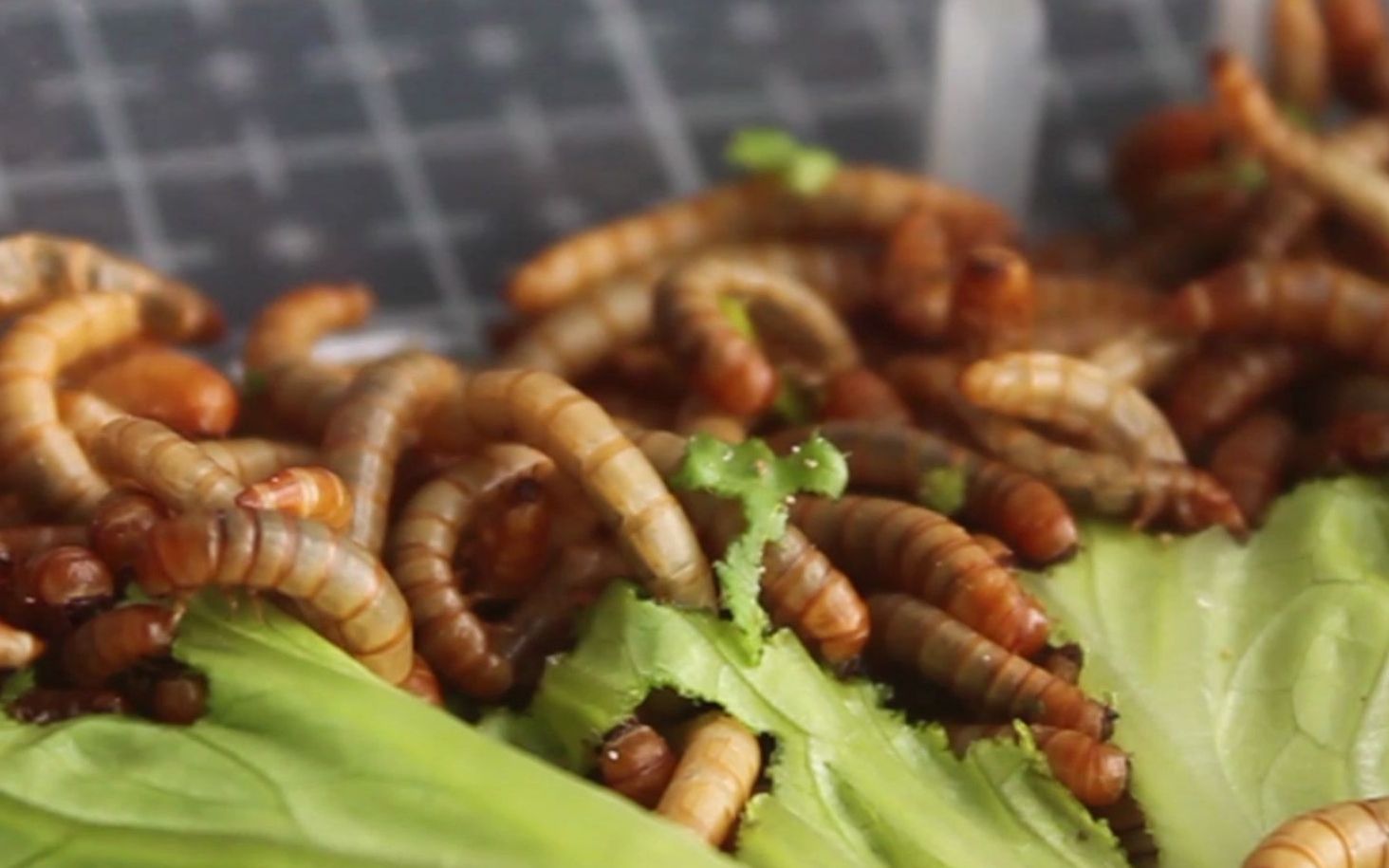 【云养面包虫】吃生菜