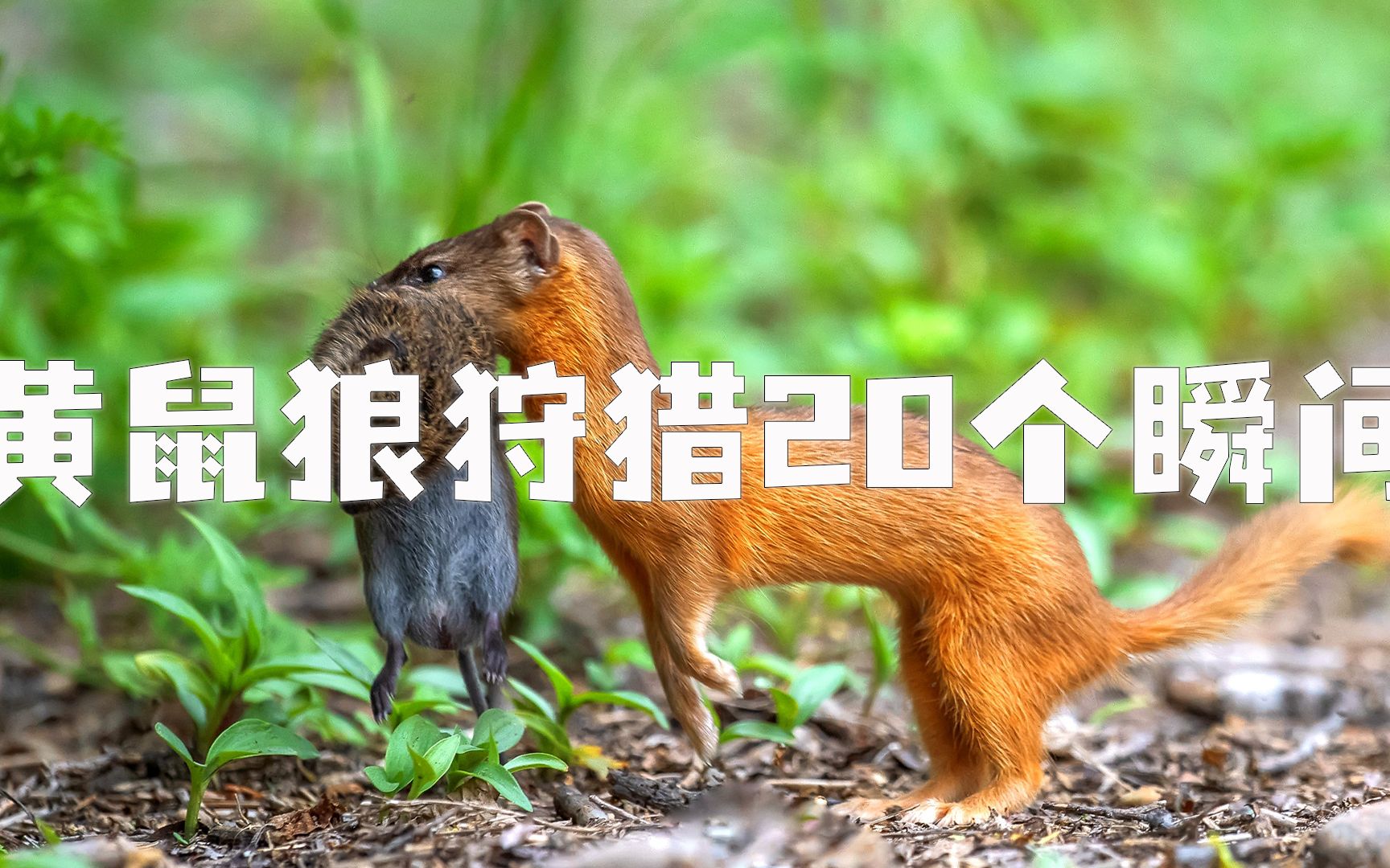 性情凶猛的黄鼠狼狩猎的20个瞬间！不只会偷鸡，是老鼠收割机！