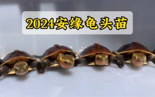 Download Video: 2024年安缘龟头苗，老种龟安缘苗体质好，易养易大#黄缘闭壳龟 #适合全国各地饲养 #安缘龟 #萌宠 #助农扶农