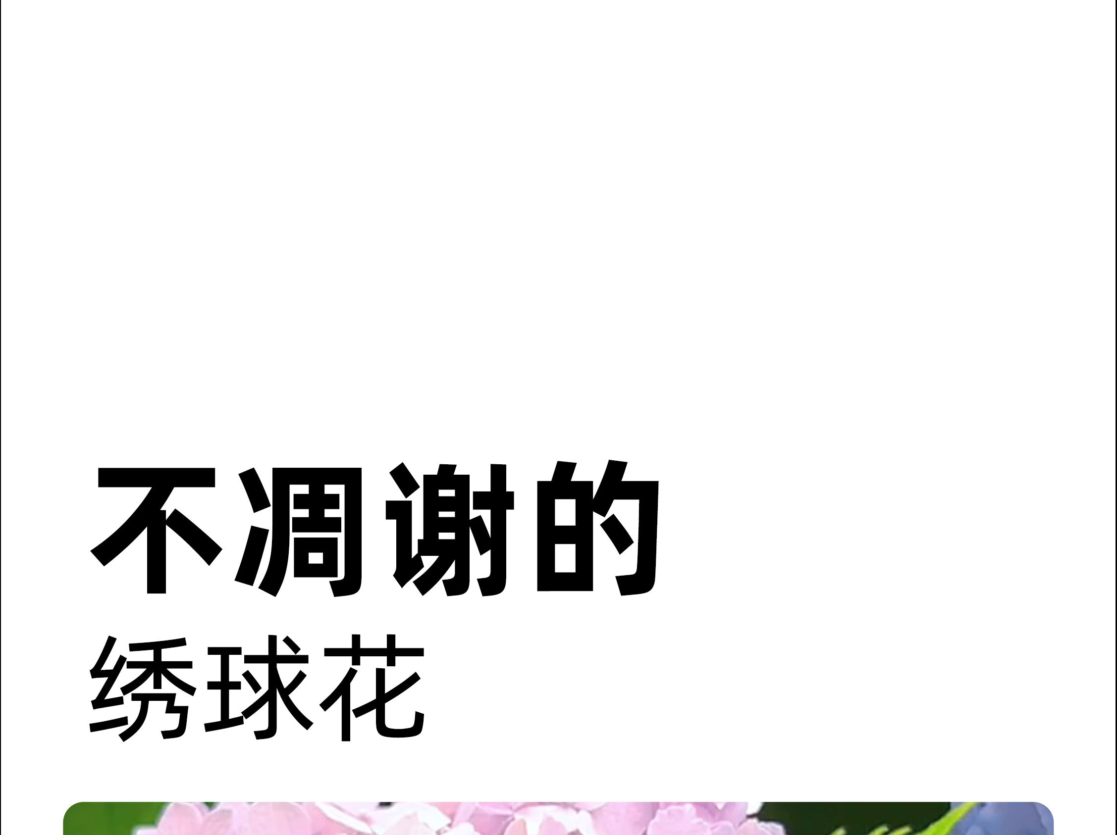 [图]你们见过4个月都不凋谢的绣球花吗？