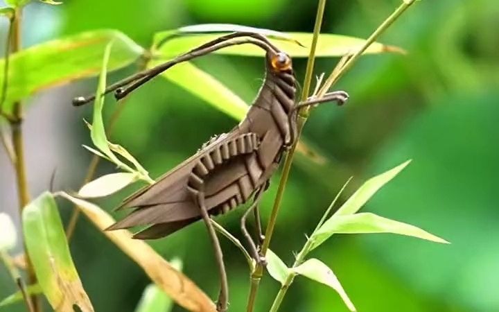 【棕编】这个棕编蚂蚱你会喜欢吗?