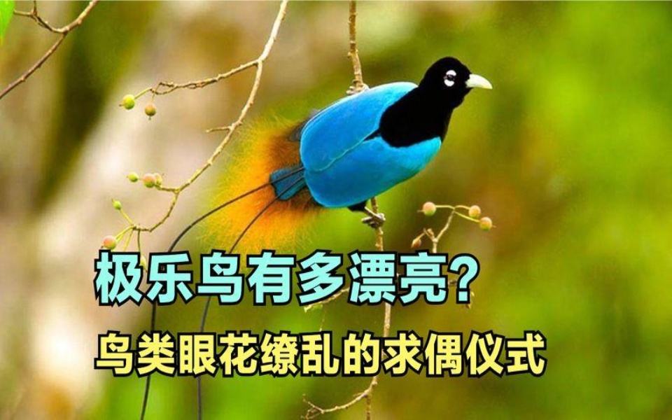 [图]极乐鸟有多漂亮？天堂鸟极致演绎让人眼花缭乱的鸟类求偶仪式。