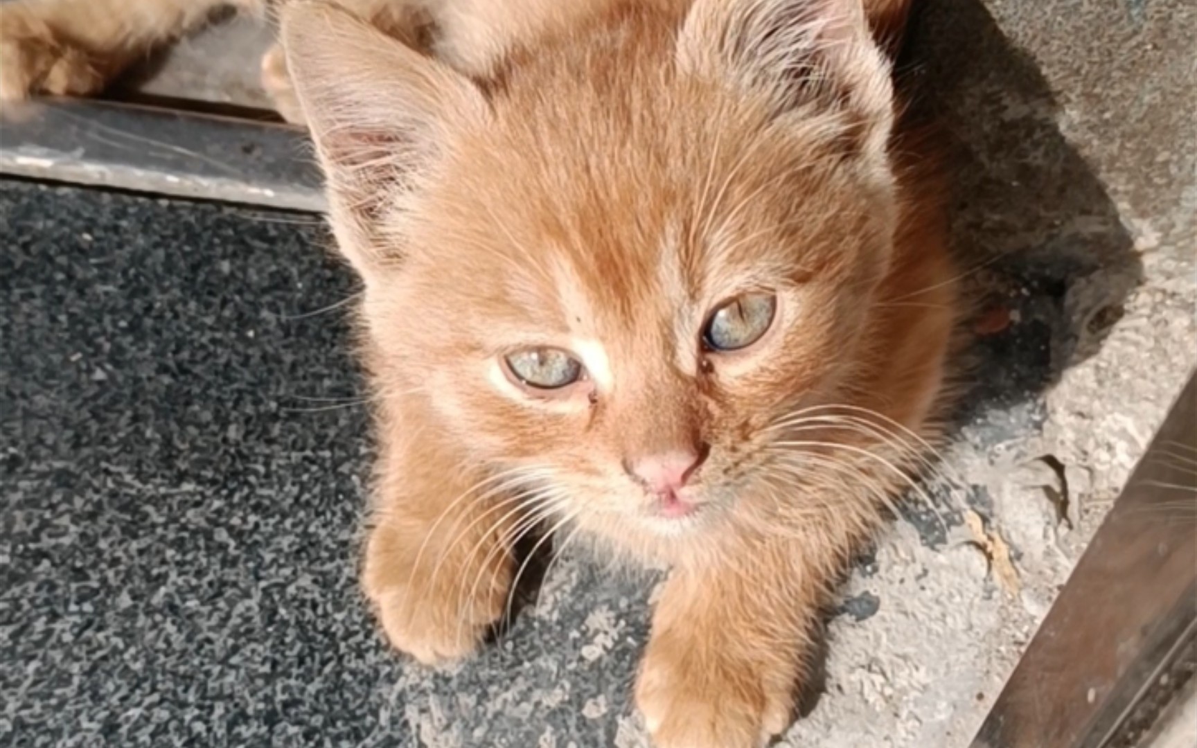 [图]别人家的小橘猫好有礼貌呀，好像一只小狐狸