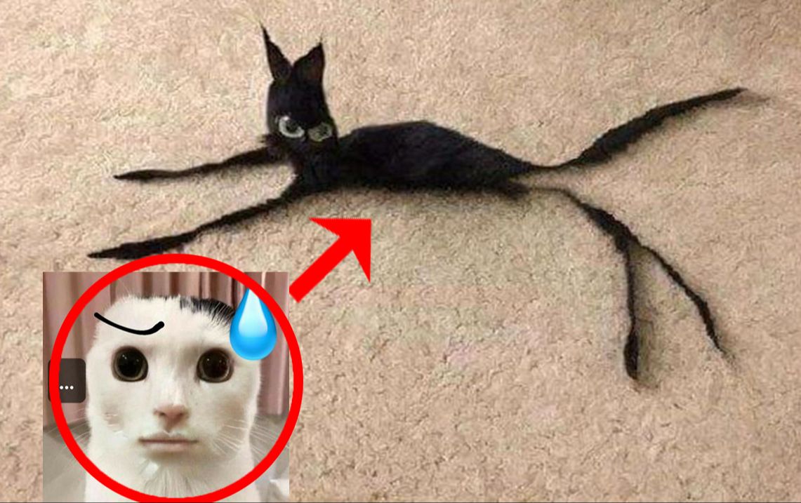 [图]非常恐怖🐱猫咪使我🥵💦