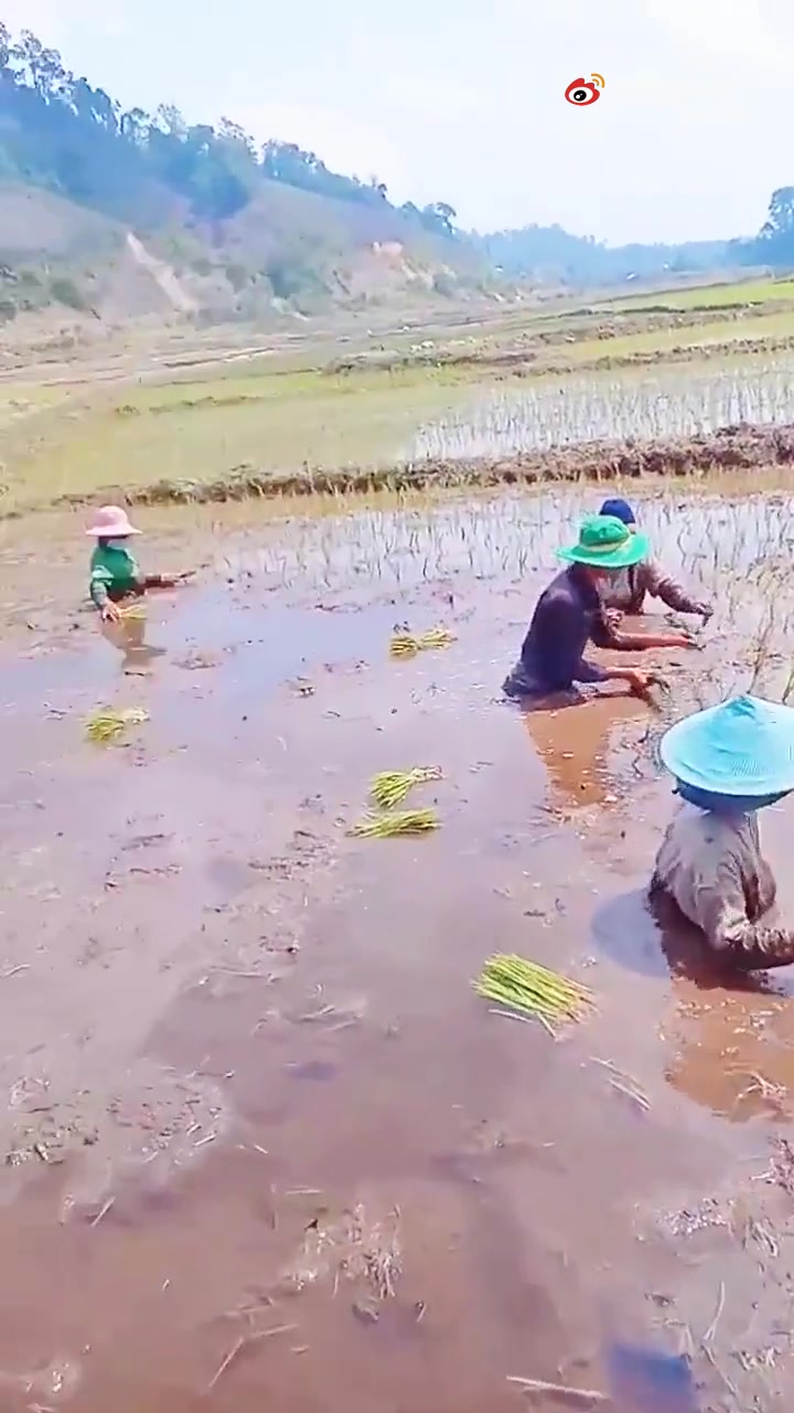 [图]栽秧，这很深啊！一看就是很多年的老水田