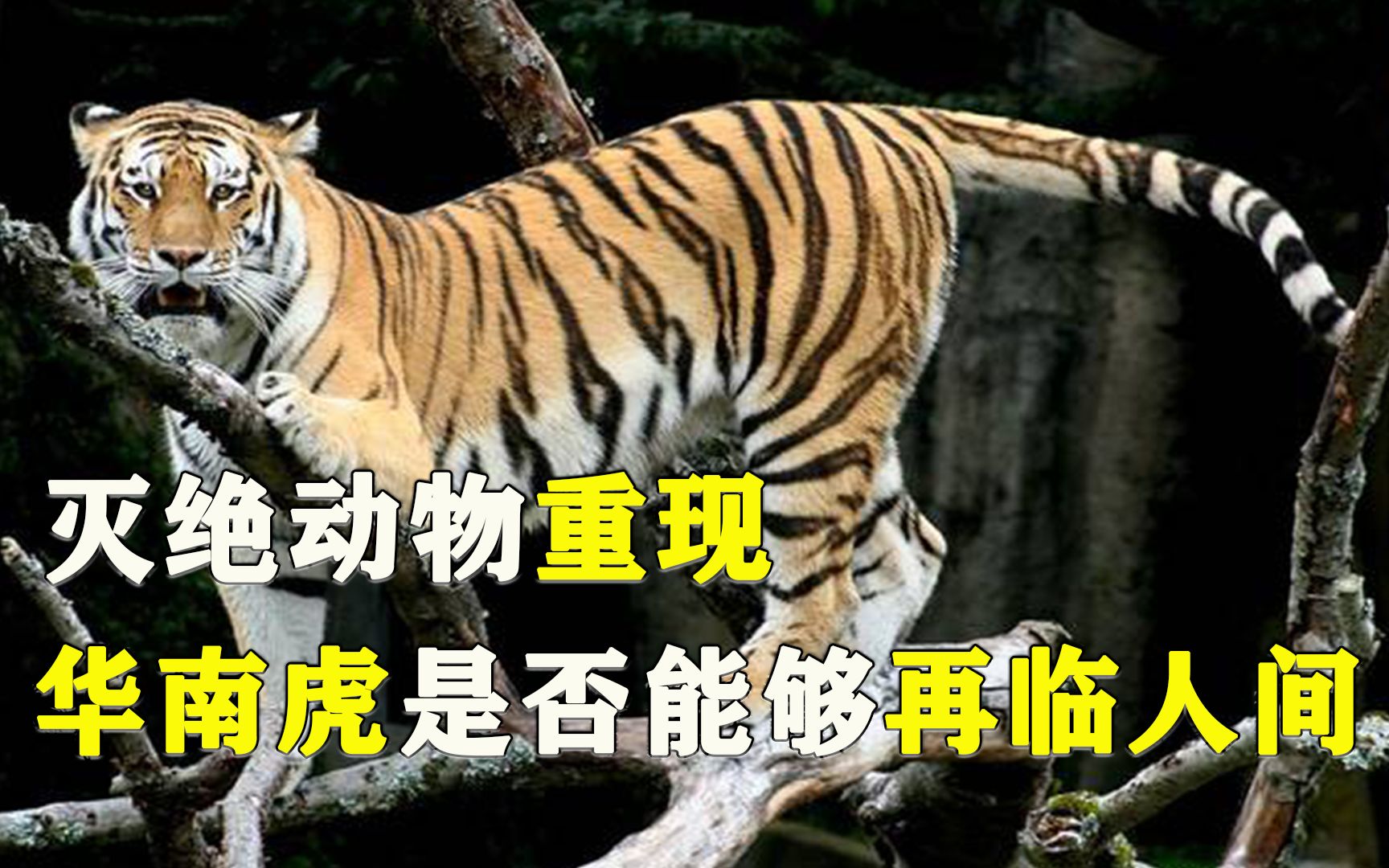 中国野生华南虎能够再出现吗?＂放虎归山＂18年,中国虎现状如何?哔哩哔哩bilibili