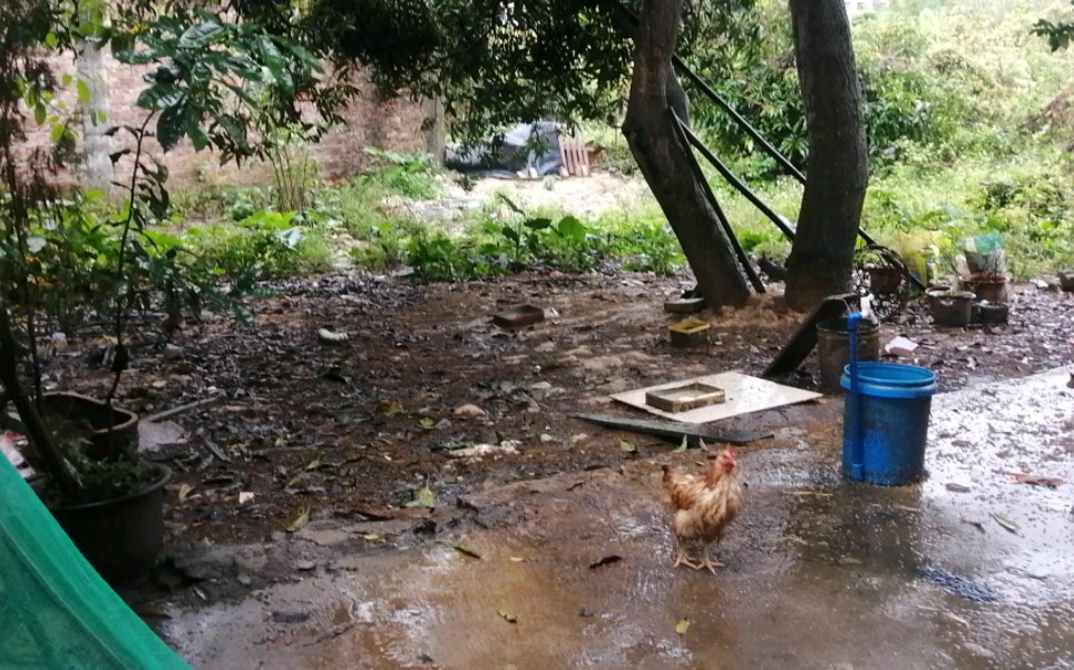 下雨天,一只落汤鸡,一群鸟,还有一个不开心的人.