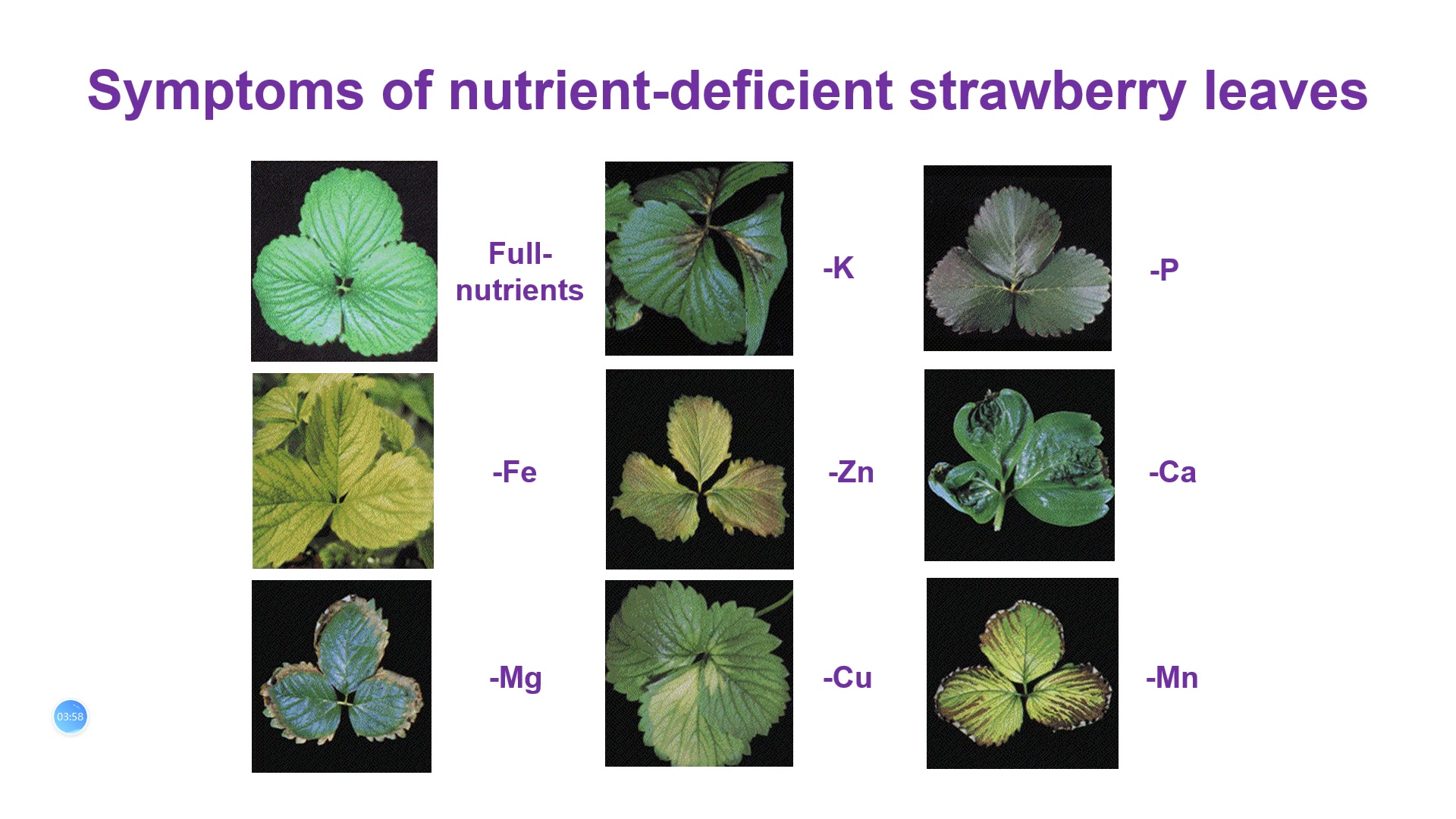 [图]【刘栋】Nutrient Sensing and Signaling in Higher Plants - 生命中心2020年云暑期夏令营专家讲座