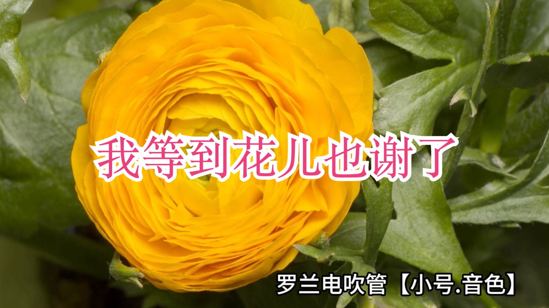 【我等到花儿也谢了】-电吹管吹奏