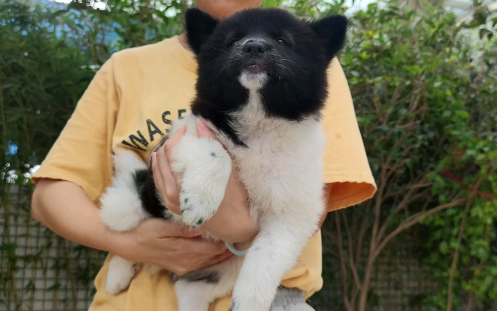 漂亮的花土松,温顺听话.中华田园犬在某些地方就不能养吗?