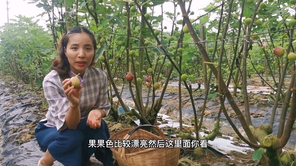 广州市从化区吕田无花果开始采摘了哔哩哔哩bilibili