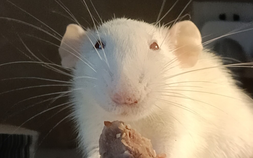 平平无奇大白耗子啃骨头(是花枝鼠)