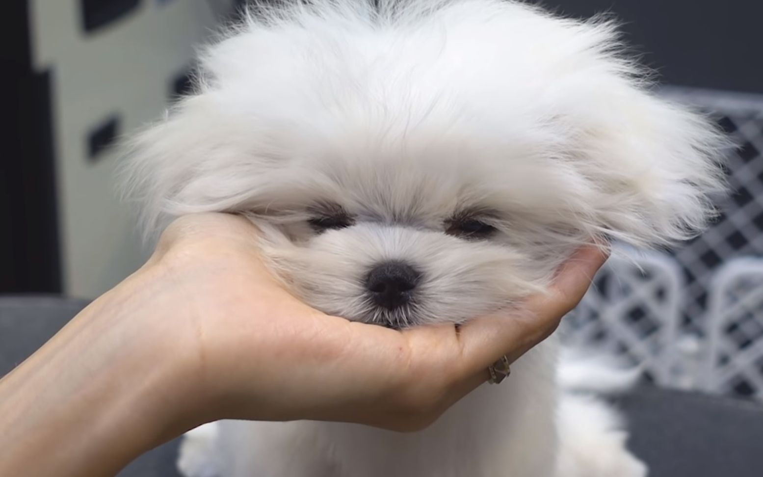 马尔济斯犬的初次美容体验乖巧得像个假狗