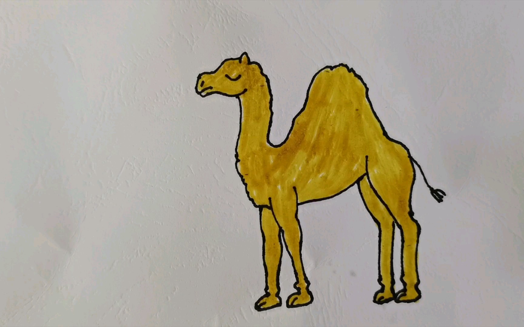 【简笔画】呆萌单峰驼