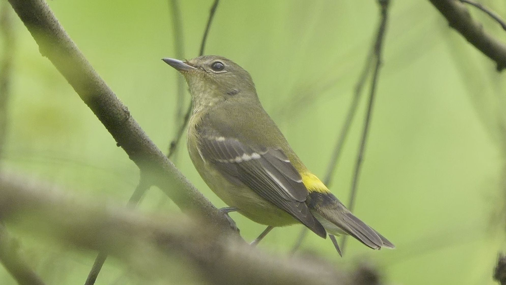 【行为图鉴】白眉姬鹟 雌鸟 hdr
