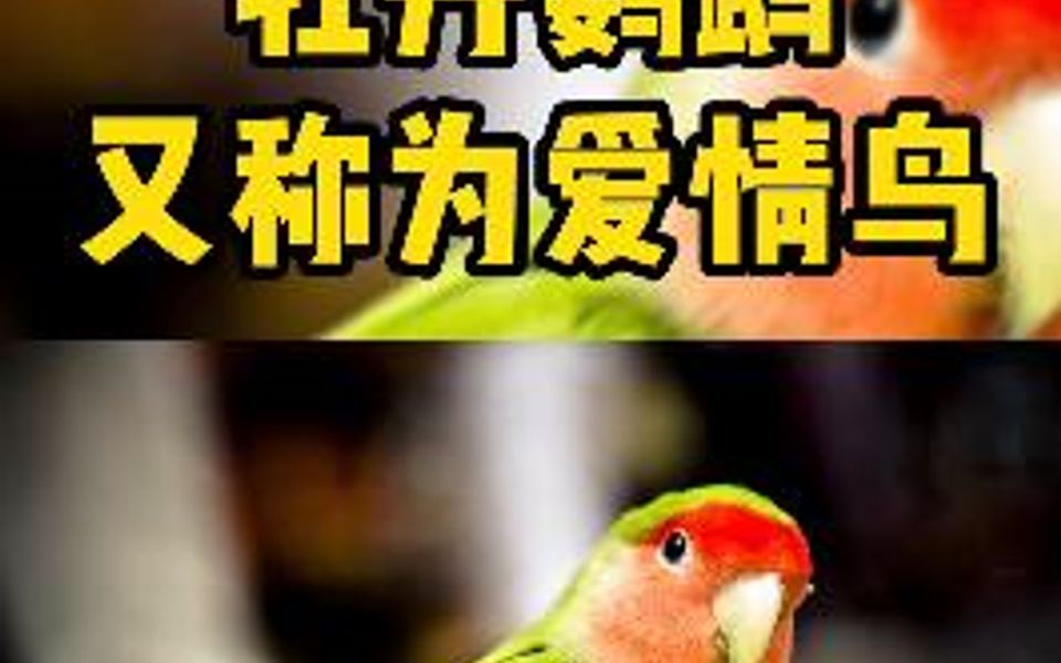 牡丹鹦鹉的几大种类你都见过哪些哔哩哔哩bilibili