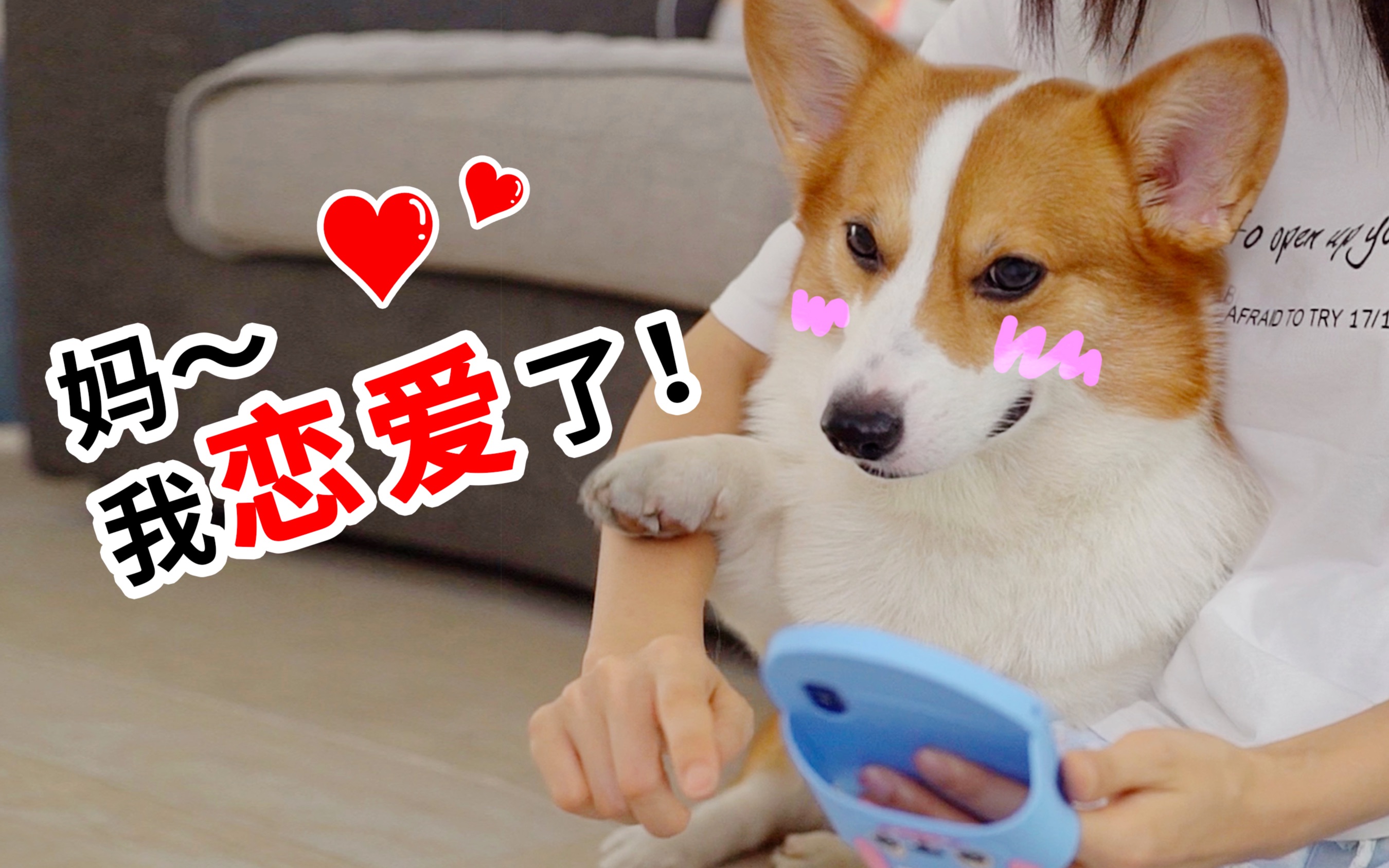 柯基迷上一只小母狗我要怎么跟他说你们是没有结果的小短腿duby