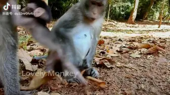 这母猴太伟大了 面临着雄性公猴子抢夺自己去幼崽没有放弃自己的孩子 死死的抓住了自己孩子 ，差点幼崽就失去了性命