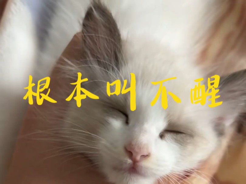 你永远叫不醒一个装睡的人