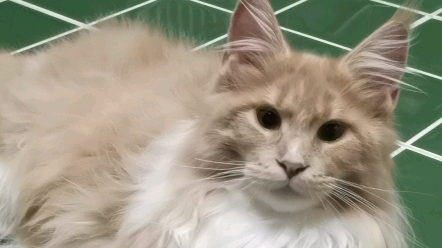 赛级缅因猫乳白色你见过吗