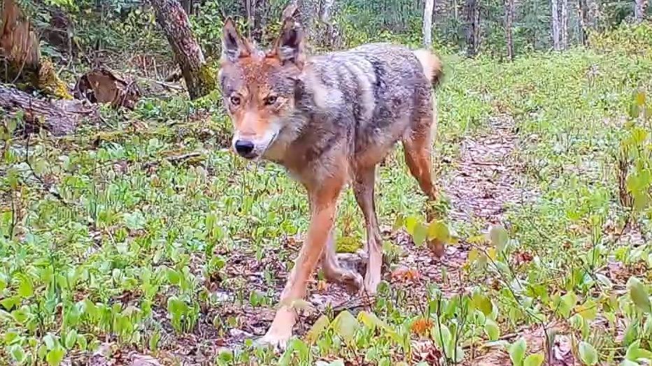 【樵夫国家公园】北林区的狼群 驼鹿 白尾鹿 加拿大猞猁等野生动物哔哩哔哩bilibili