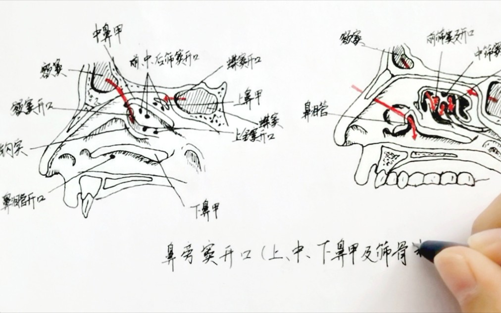 手绘【鼻旁窦开口侧面解剖图】哔哩哔哩bilibili