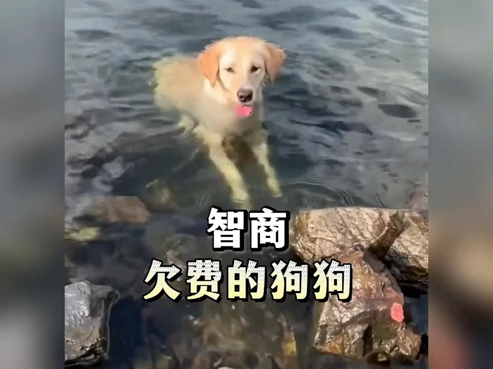 智商欠费的狗狗