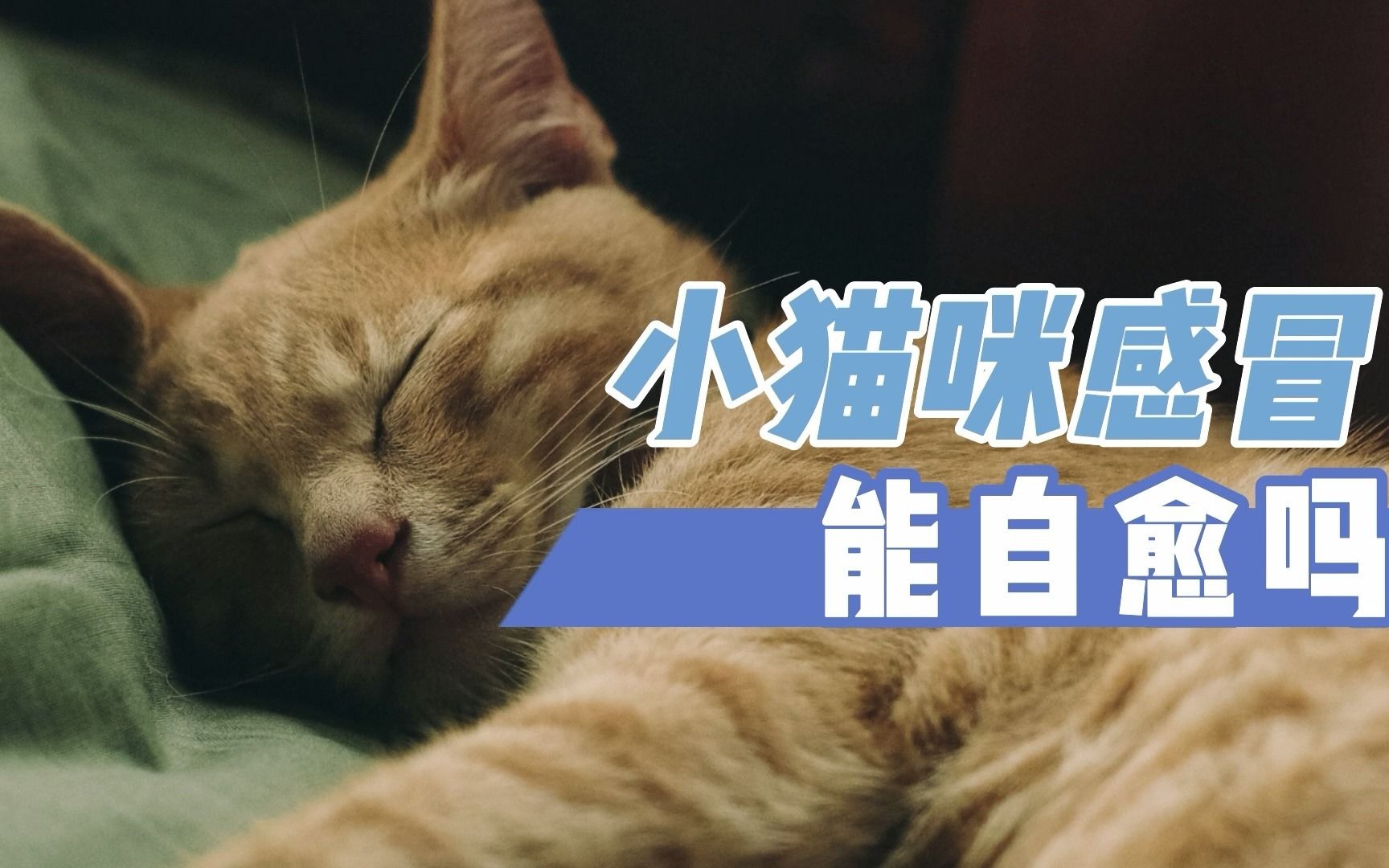 小猫咪感冒能自愈吗哔哩哔哩bilibili