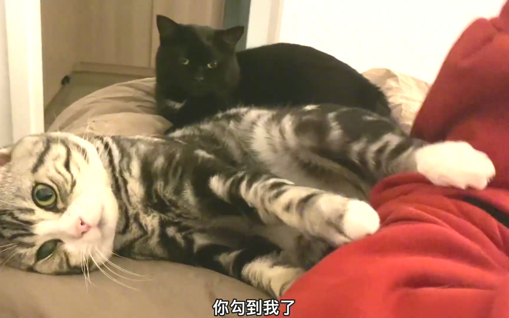 [图]. 小猫咪能懂什么呢，也许是我的错。。#猫咪的迷惑行为