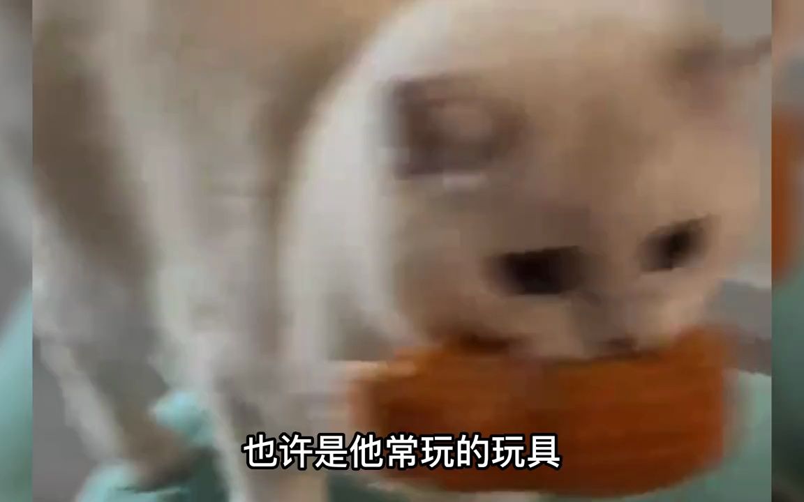 猫咪去世前的表现哔哩哔哩bilibili