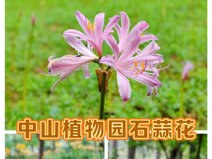 其开花时没有叶子,有叶子时没有花,象征着阴阳两隔,不复相见的意义.