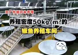 Download Video: 工厂化循环水养殖|养殖密度50kg/m³的鳜鱼养殖车间