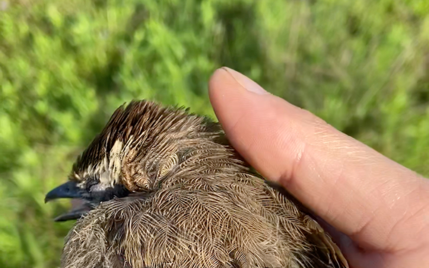 遛狗的时候遇到一只受伤的小鸟,嘴巴里有血丝.