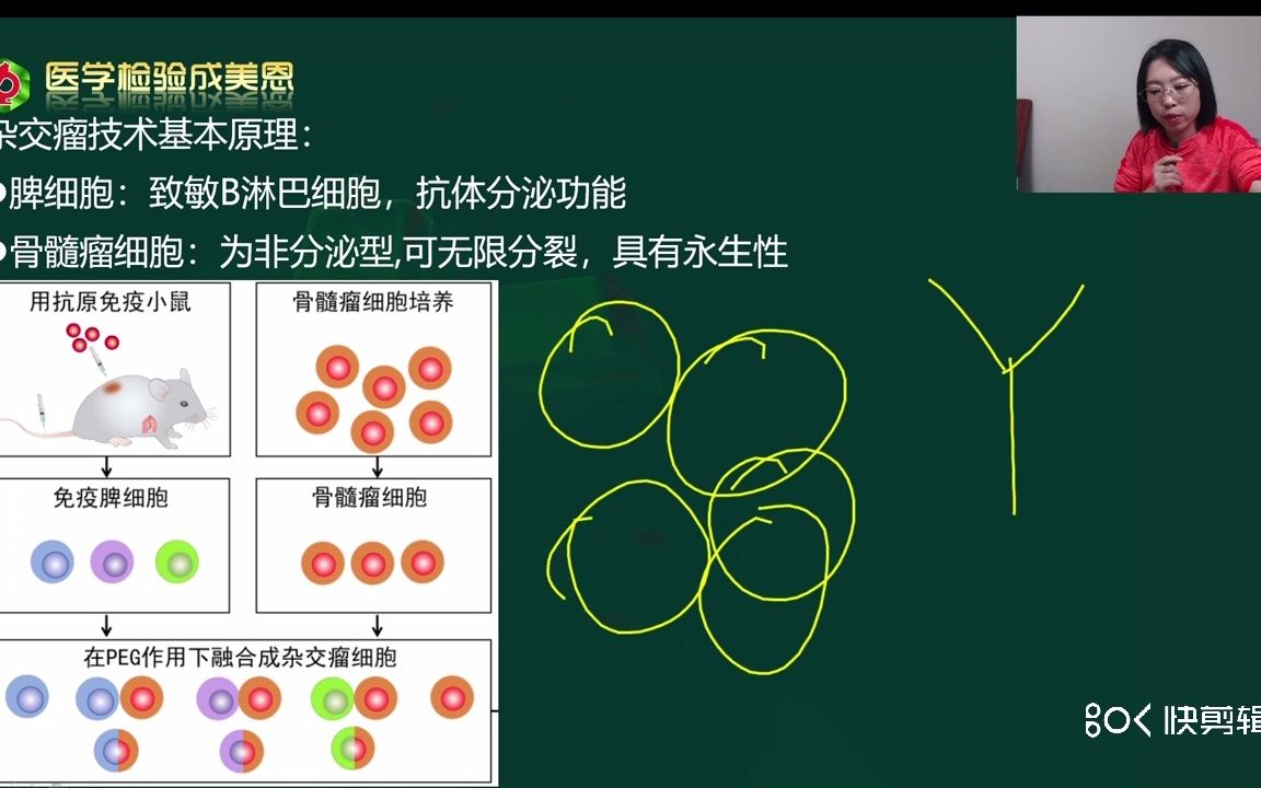 杂交瘤技术基本原理 (理论加做题实练)——医学检验讲师(成美恩)