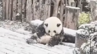 Скачать видео: 大雪压肥花花，我的大儿砸变成小女儿……难以接受