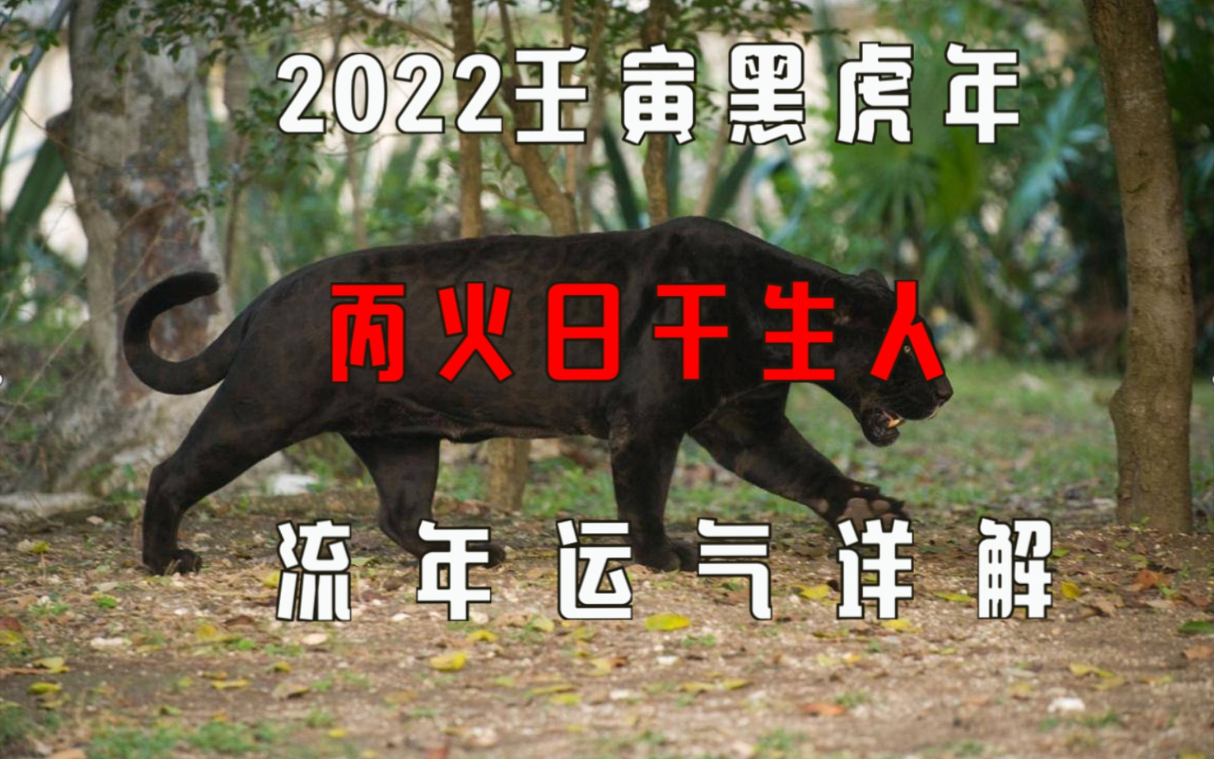 2022壬寅黑虎年丙火日干运势详解哔哩哔哩bilibili