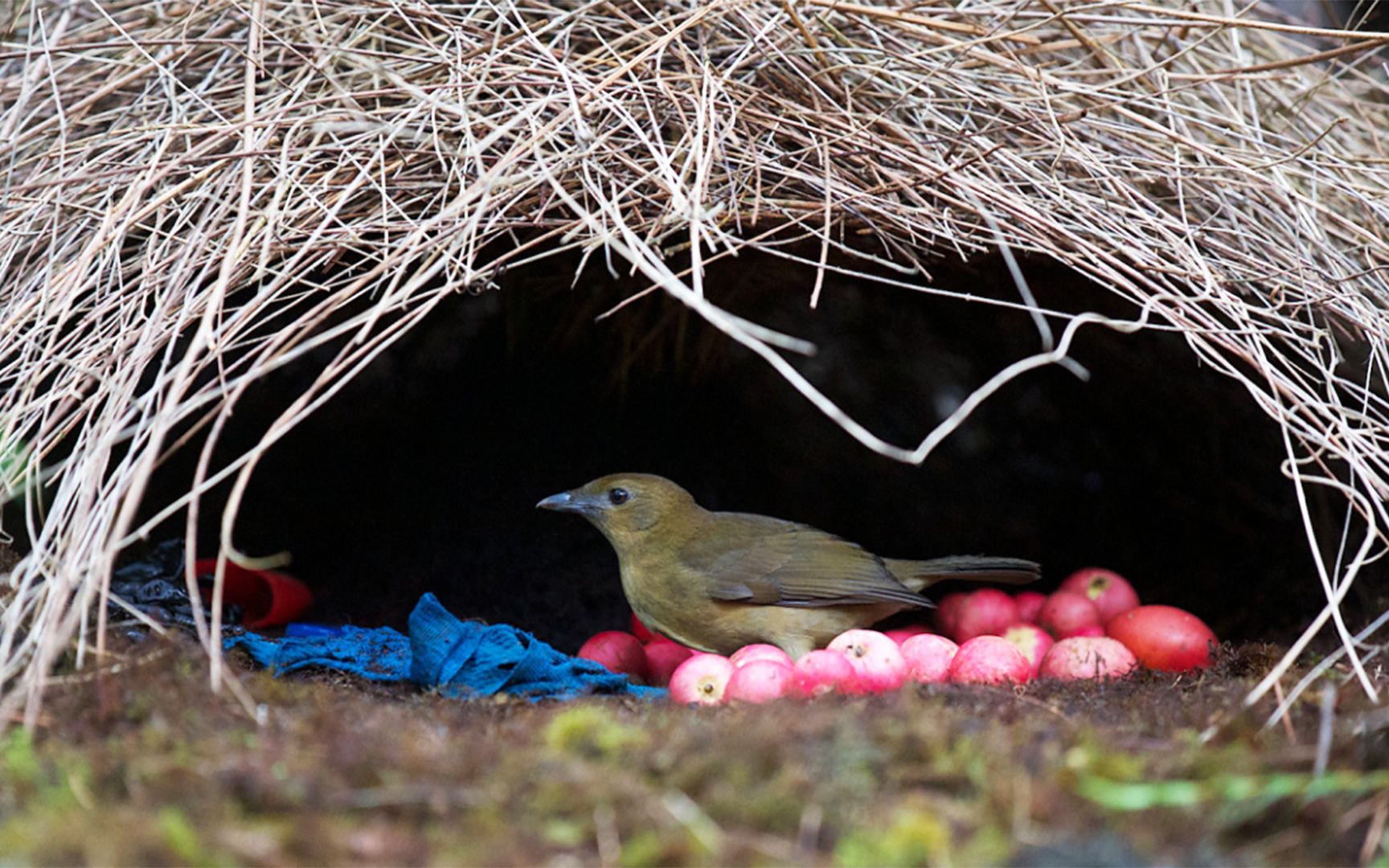 6种会造亭子求偶的园丁鸟,它们技艺高超,成品精美_哔哩哔哩_bilibili