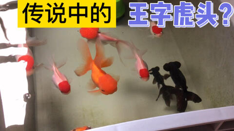 抱籽的金鱼这样操作 很快就会追鱼产卵 家里鱼苗养不下可别怪我 哔哩哔哩 つロ干杯 Bilibili 抱籽的金鱼这样操作 很快就会追鱼产卵 家里鱼苗养不下可别怪我 哔哩哔哩 つロ干杯 Bilibili