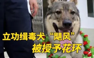 实至名归！立功缉毒犬被授予花环加鸡腿