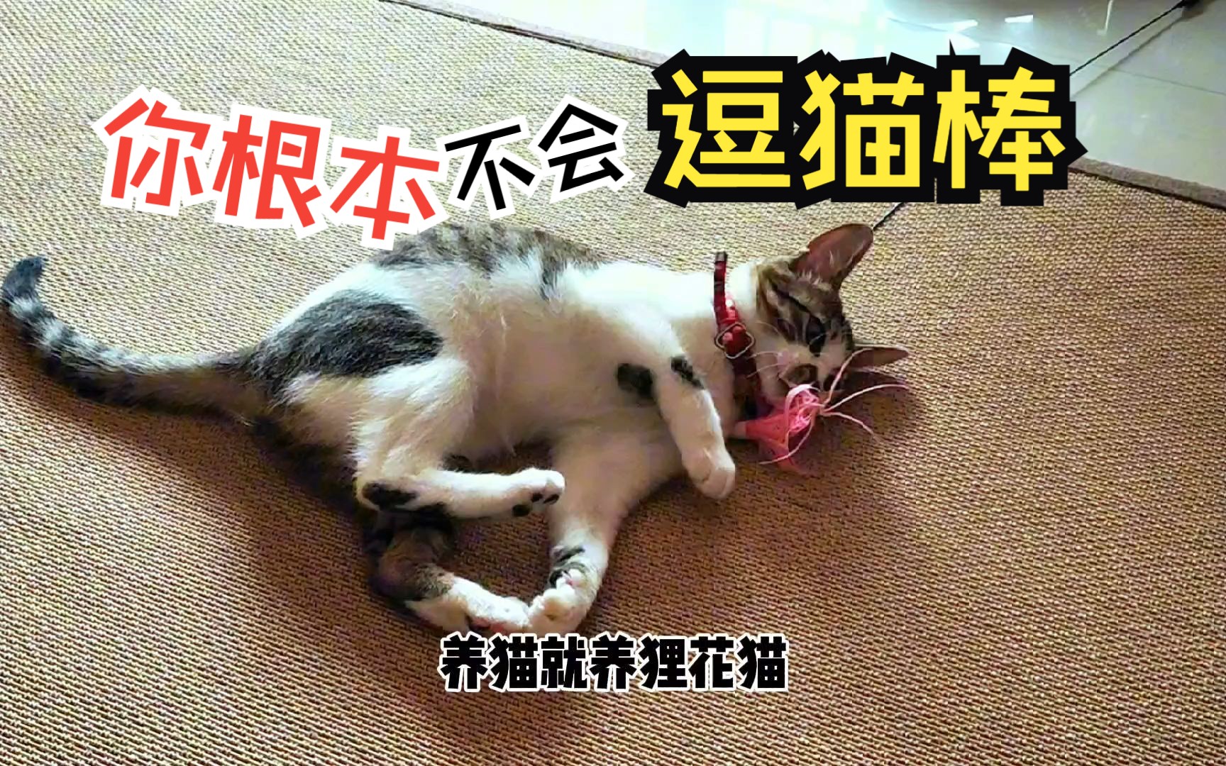 逗猫棒:一个被忽视的养猫利器,它能让你的猫咪更爱你!哔哩哔哩bilibili