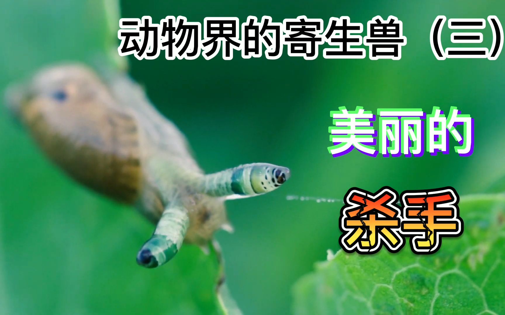 [图]蜗牛变僵尸？这神秘的能力有点逆天了吧，你可见过这种神奇生物？