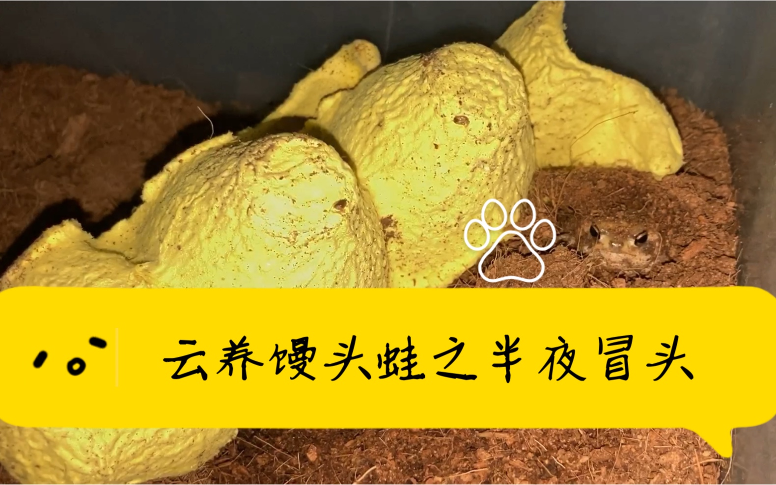 云养馒头蛙之半夜冒头