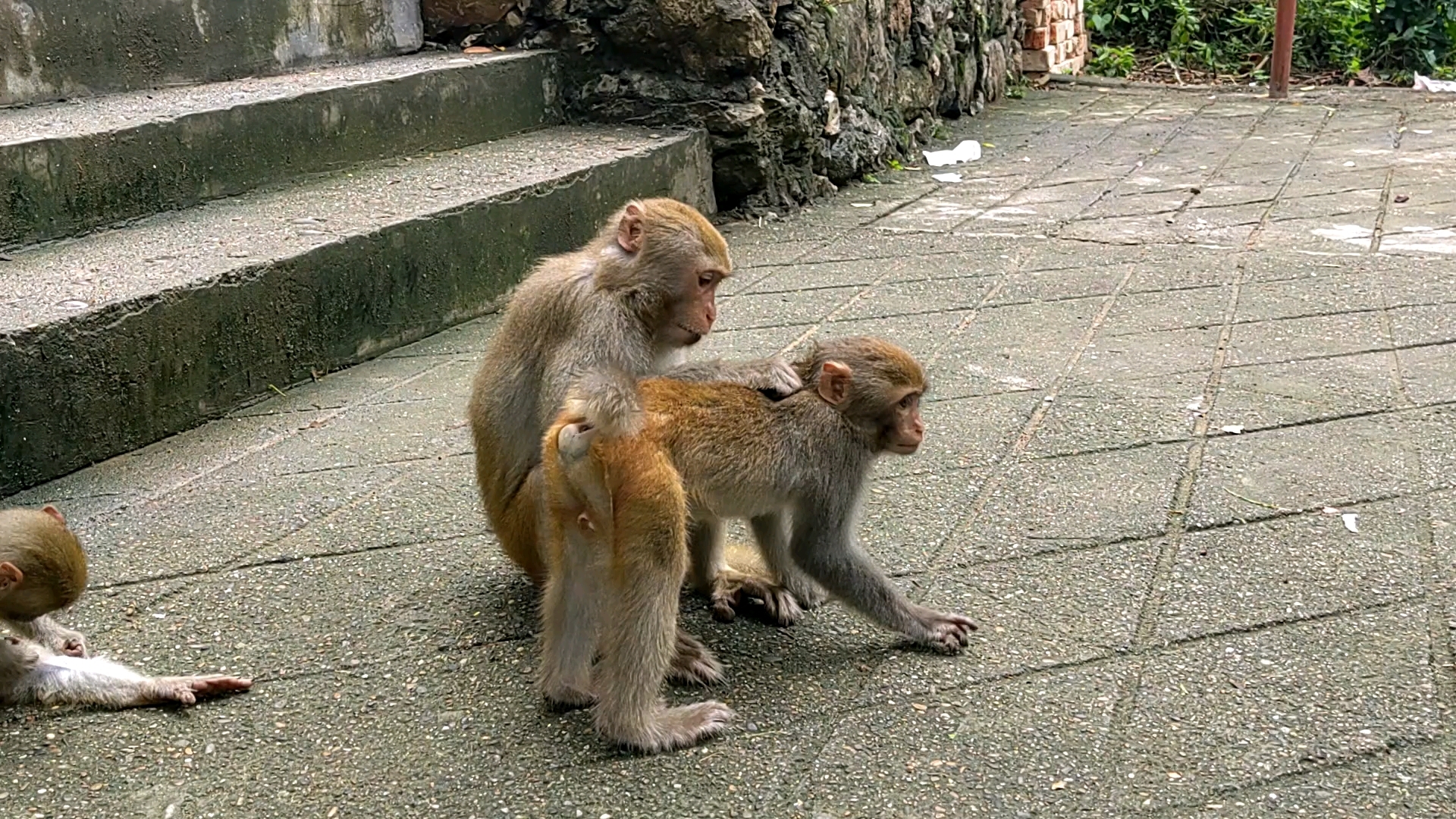 猴子偷袭狮子搞笑图片图片