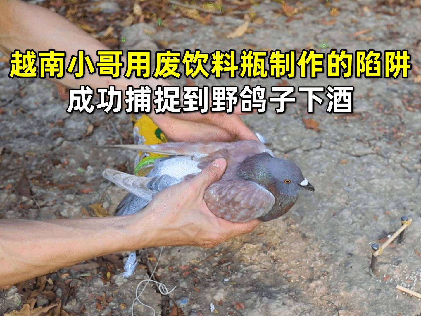越南小哥用废饮料瓶制作的陷阱,成功捕捉到野鸽子下酒